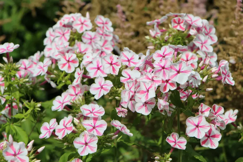 Jiřiny, slunečnice a floxy