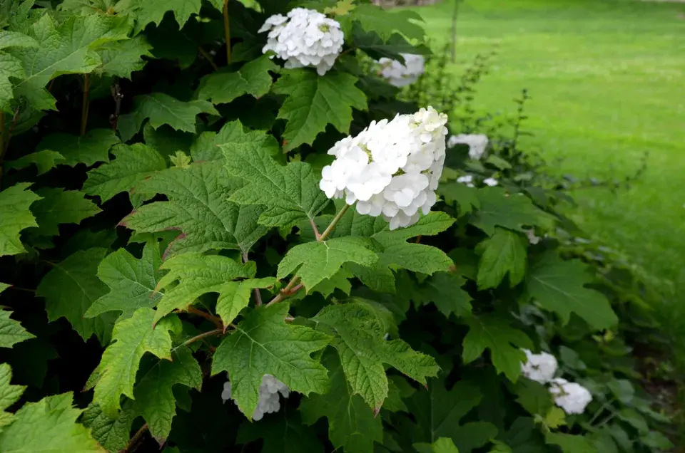 Hortenzie dubolistá (Hydrangea quercifolia) 