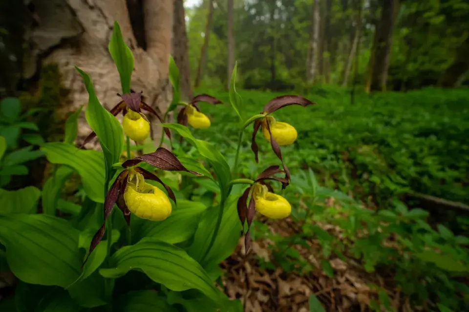 Střevíčník pantoflíček