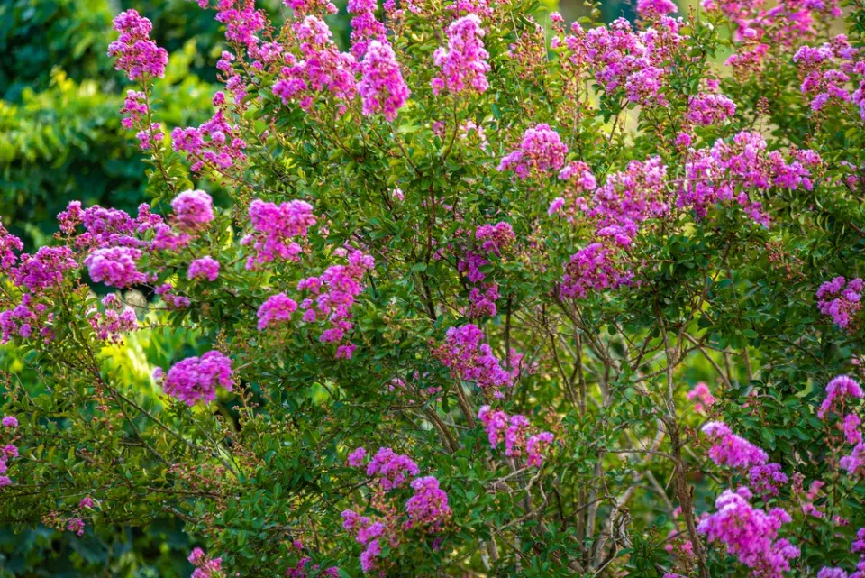 Krepová myrta neboli pukol
