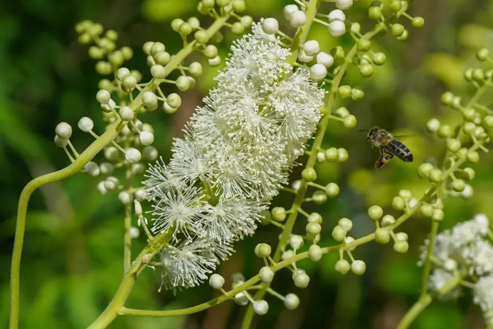 Ploštičník hroznatý (Actaea racemosa, syn. Cimicifuga racemosa)