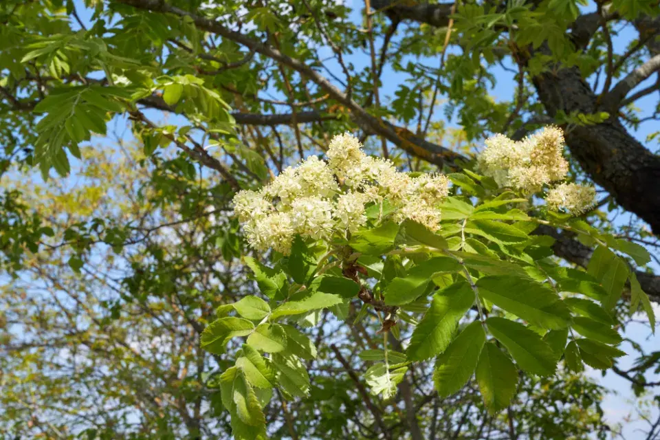 Jeřáb oskeruše (Sorbus domestica) 