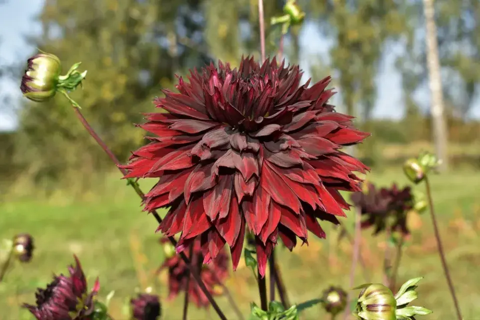 Jiřiny, slunečnice a floxy