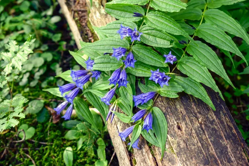 Hořec tolitovitý (Gentiana asclepiadea) 