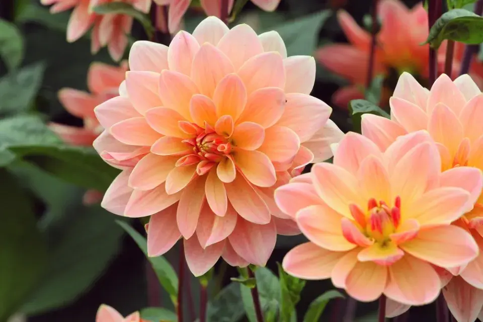 Jiřiny, slunečnice a floxy