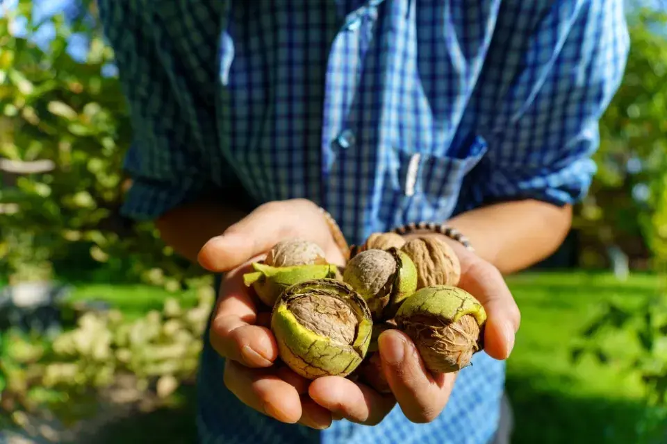 Ořešák královský