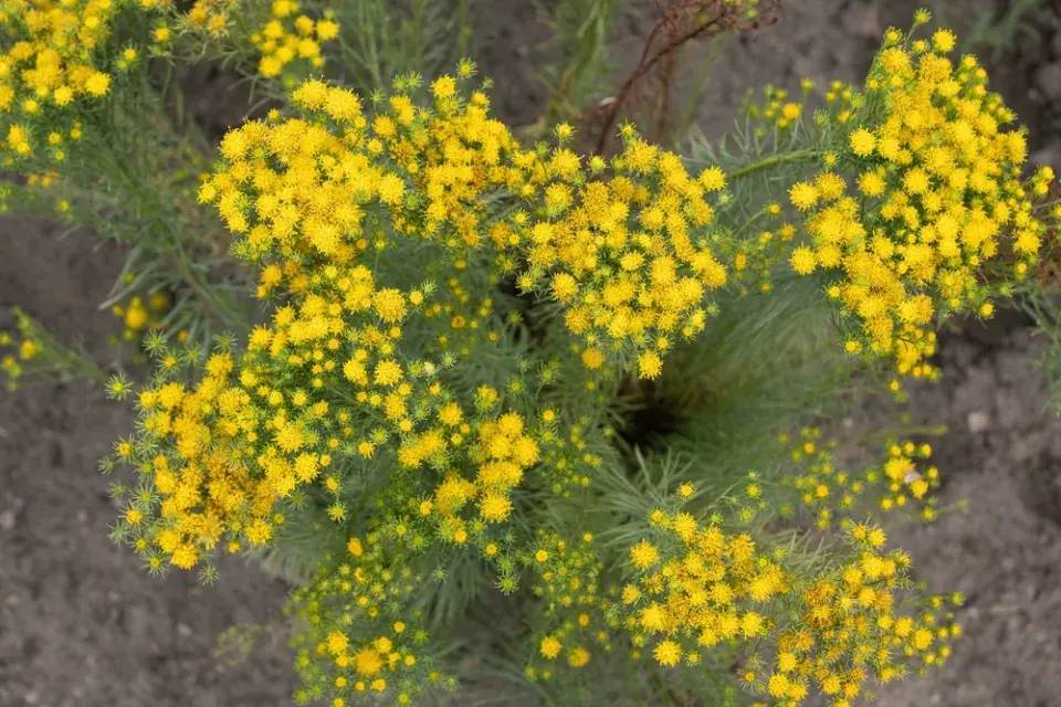 Hvězdnice zlatovlásek (Aster galatella linosyris) 