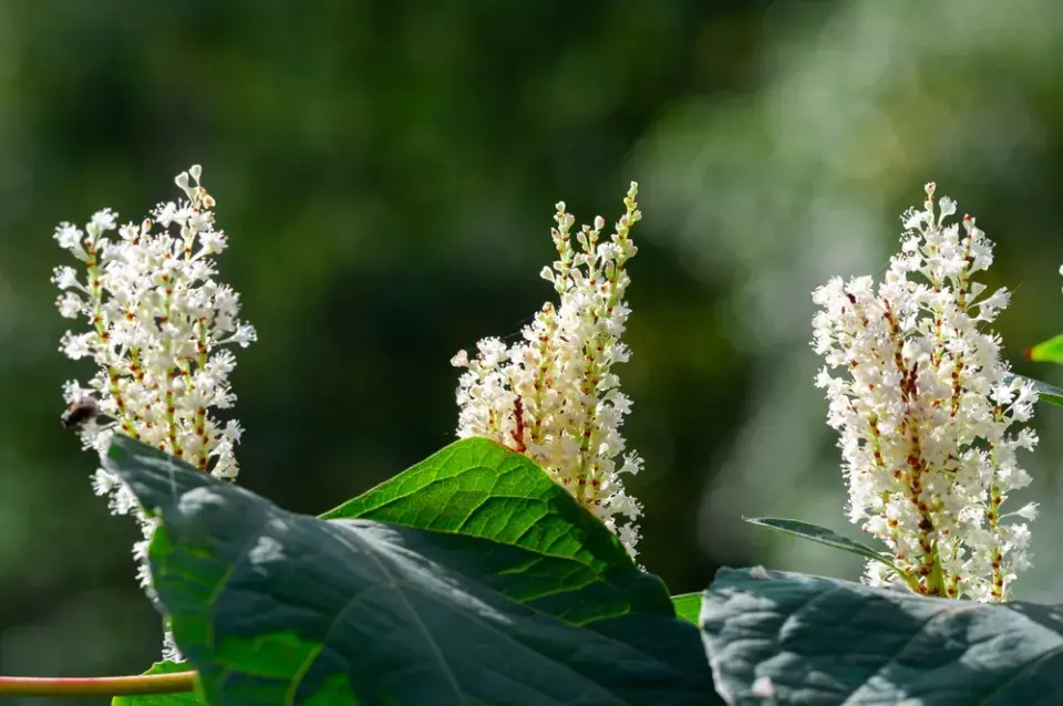 Jochovec olšolistý (Clethra alnifolia)