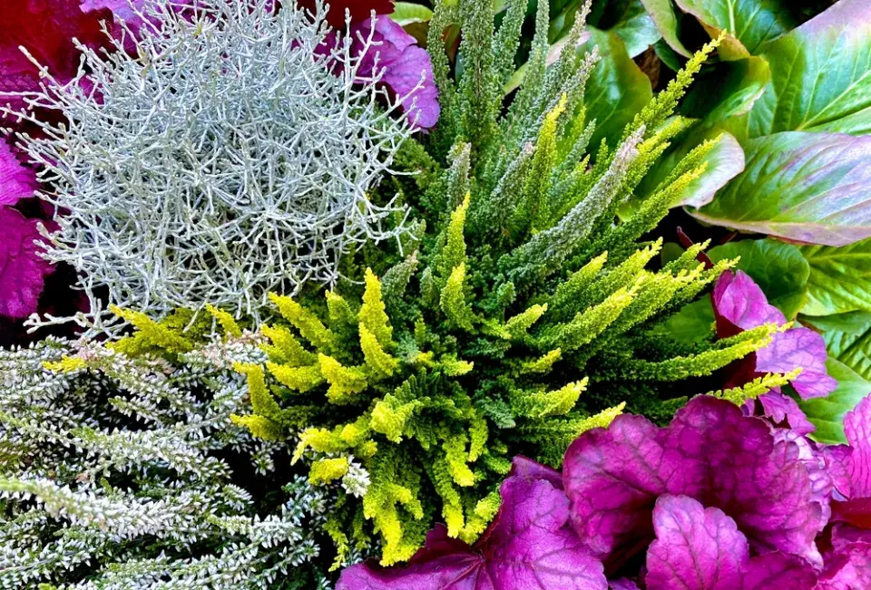 Vřesy v kombinaci s jinými rostlinami