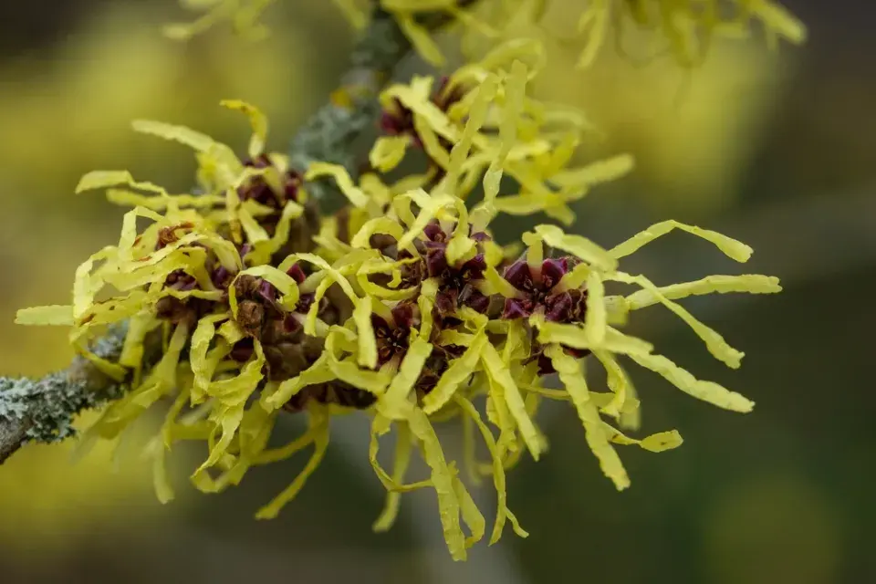 Hamamelis intermedia ´Pallida´