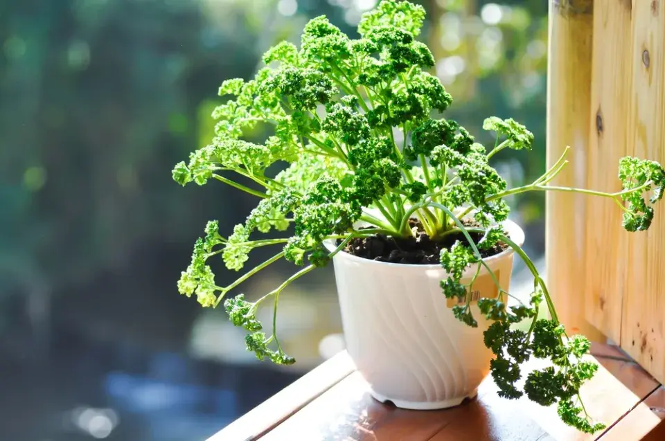 Petržel zahradní naťová (Petroselinum crispum) 