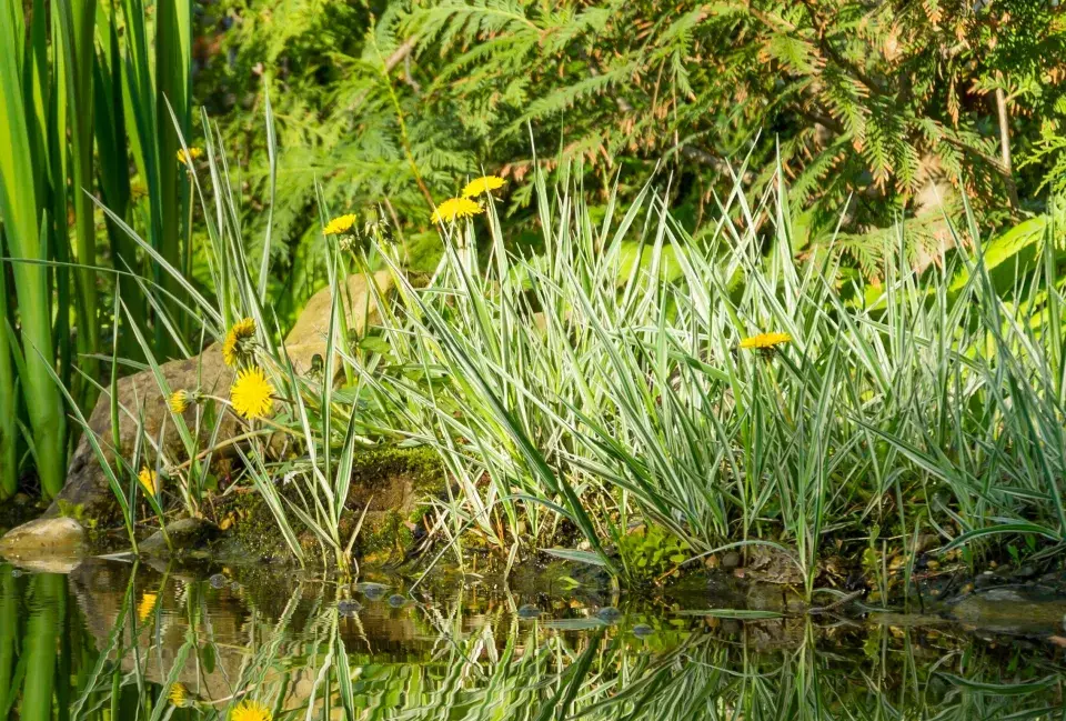 Chrastice rákosovitá (Phalaris arundinacea)