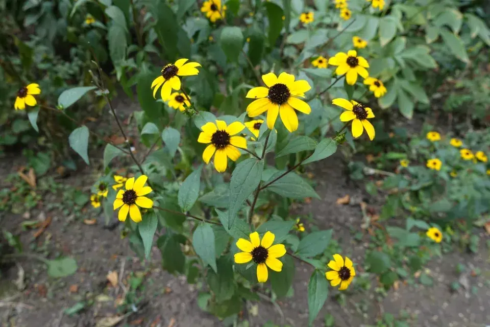 Třapatka trojlaločná (Rudbeckia triloba)