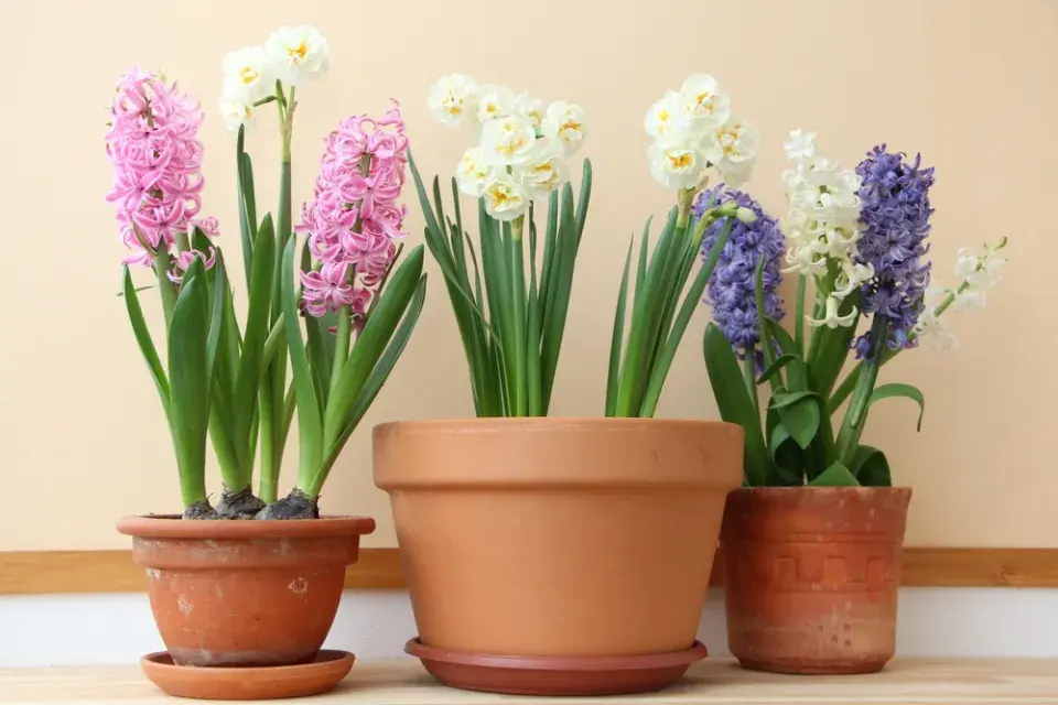 Cibuloviny pěstujte v nádobách