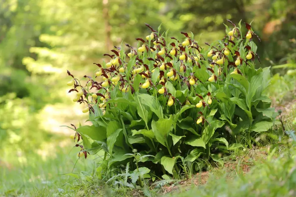 Střevíčník pantoflíček