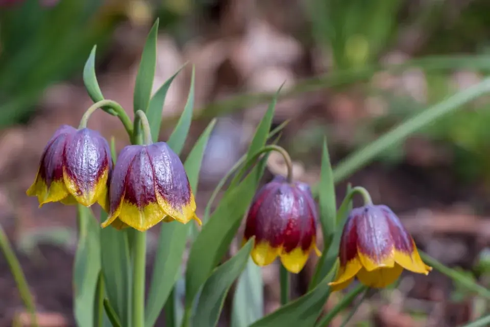Řebčík Michajlovského (Fritillaria michailovskyi)