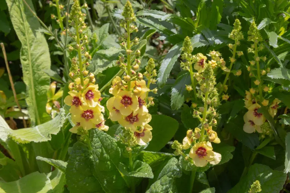 Divizna 'Dark Eyes' (Verbascum hybridum 'Dark Eyes') 