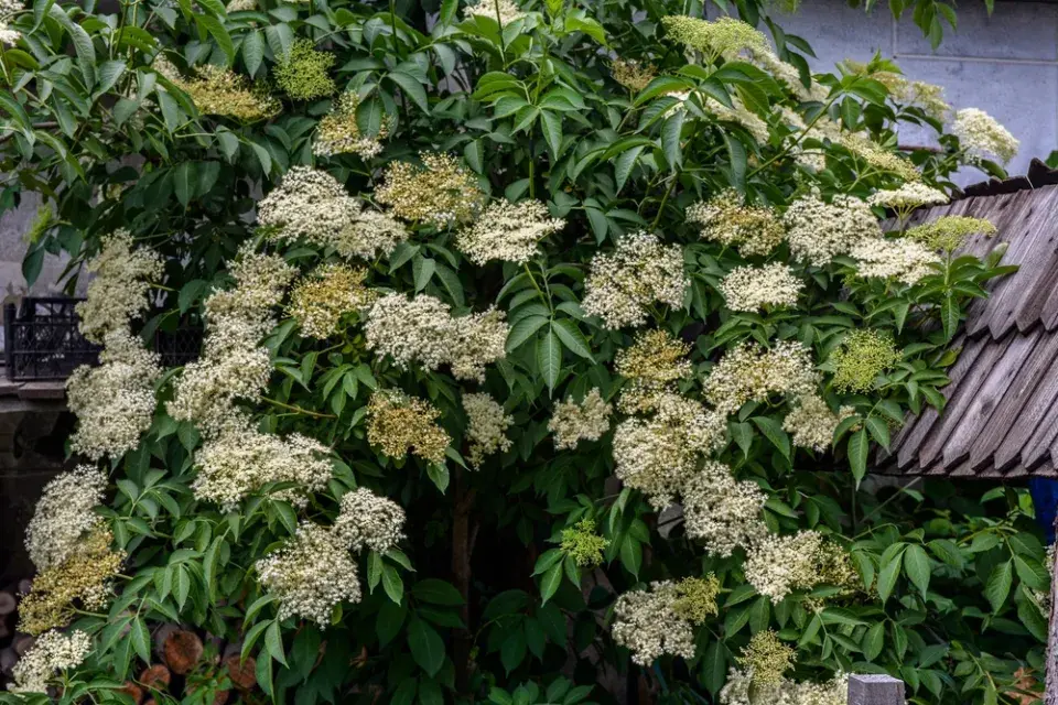 Černý bez (Sambucus nigra)