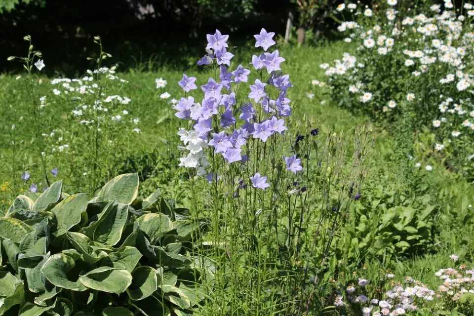 Zvonek broskvolistý (Campanula persicifolia)