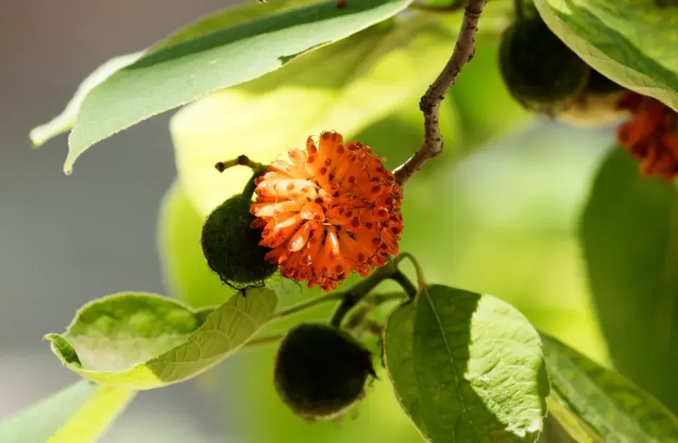 Papírovník čínský (Broussonetia papyrifera)