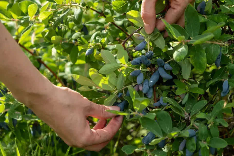 Kamčatská borůvka