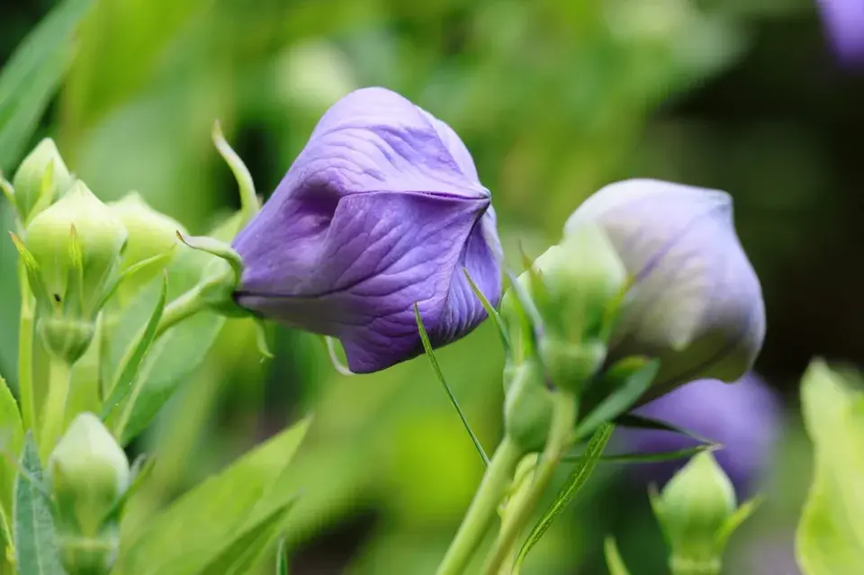Boubelka velkokvětá, zvonkovec (Platycodon grandiflorus)