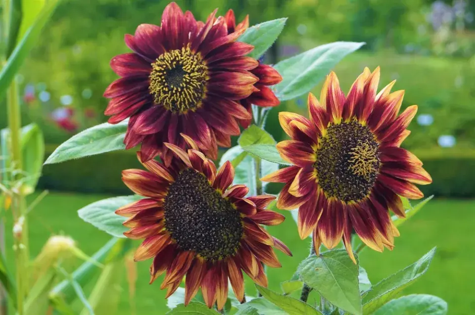 Jiřiny, slunečnice a floxy