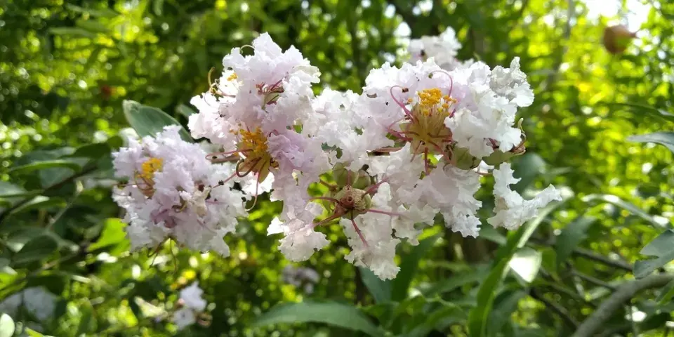 Krepová myrta neboli pukol