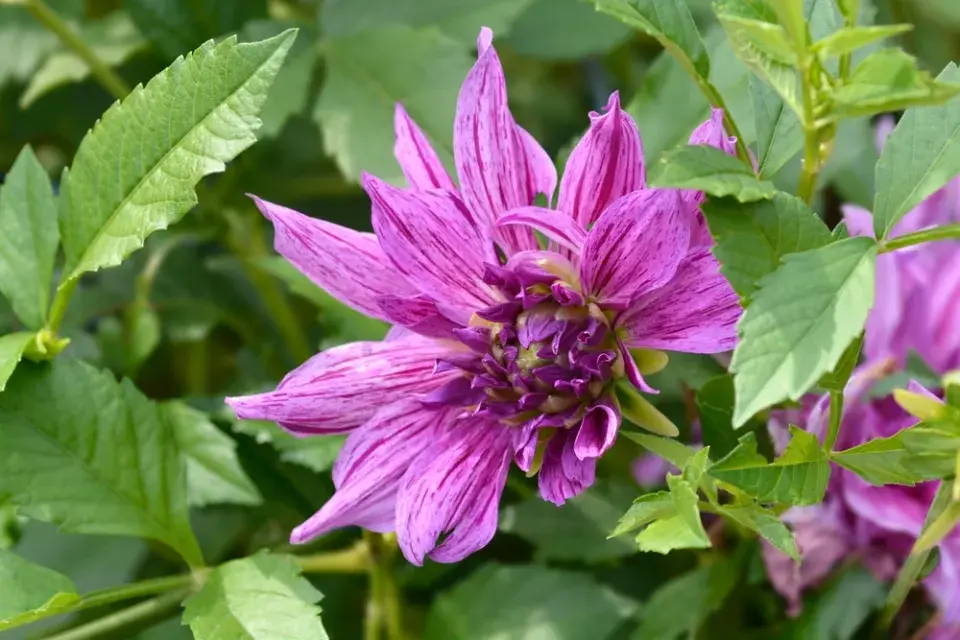 Jiřiny, slunečnice a floxy