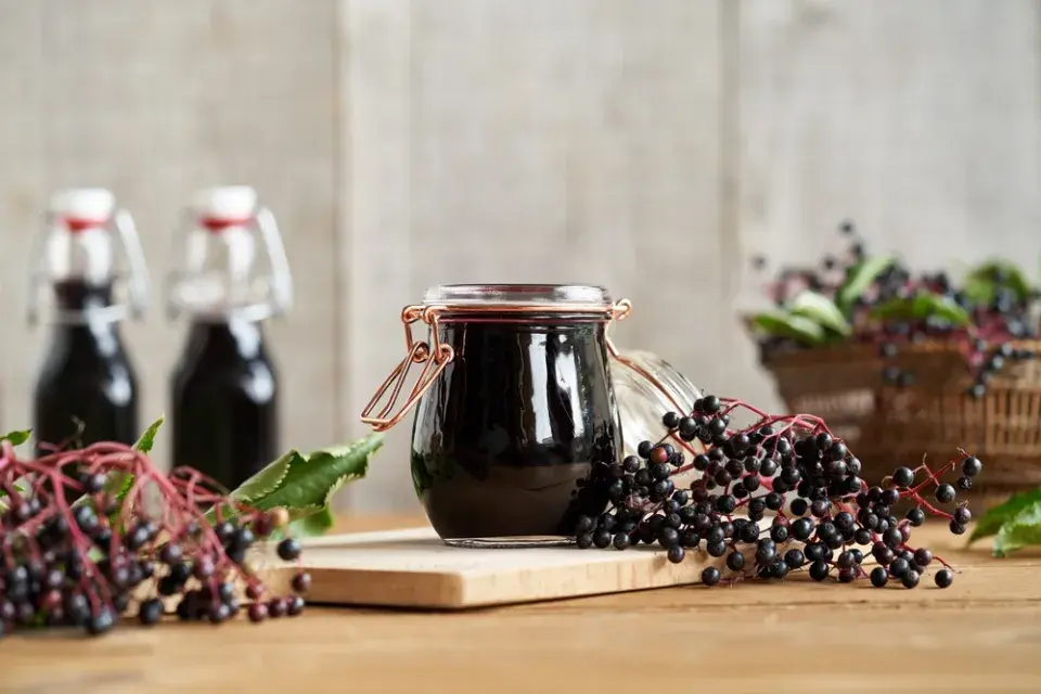 Černý bez (Sambucus nigra) 