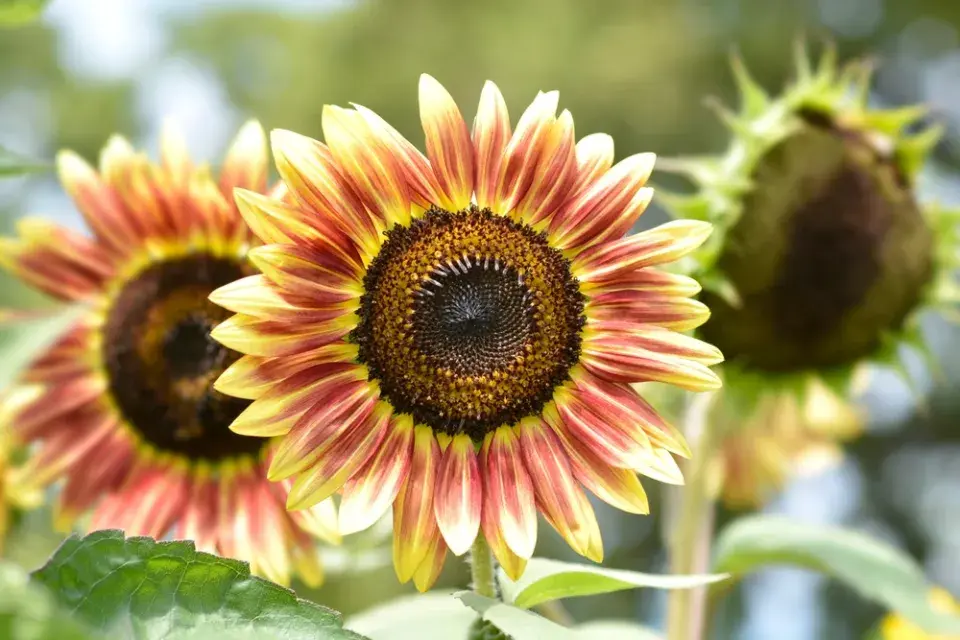 Jiřiny, slunečnice a floxy