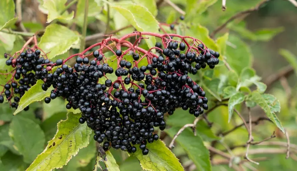 Černý bez (Sambucus nigra) 