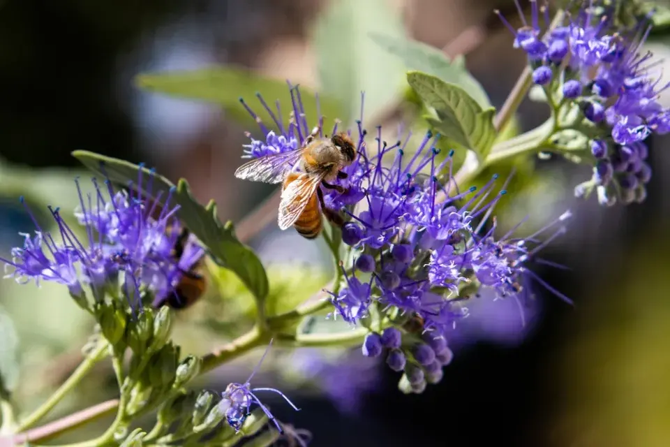 Ořechokřídlec clandonský (Caryopteris × clandonensis)