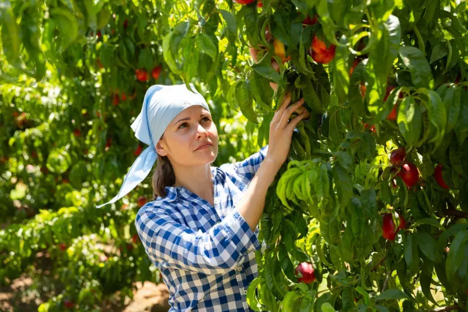 Nákup ovocných stromů