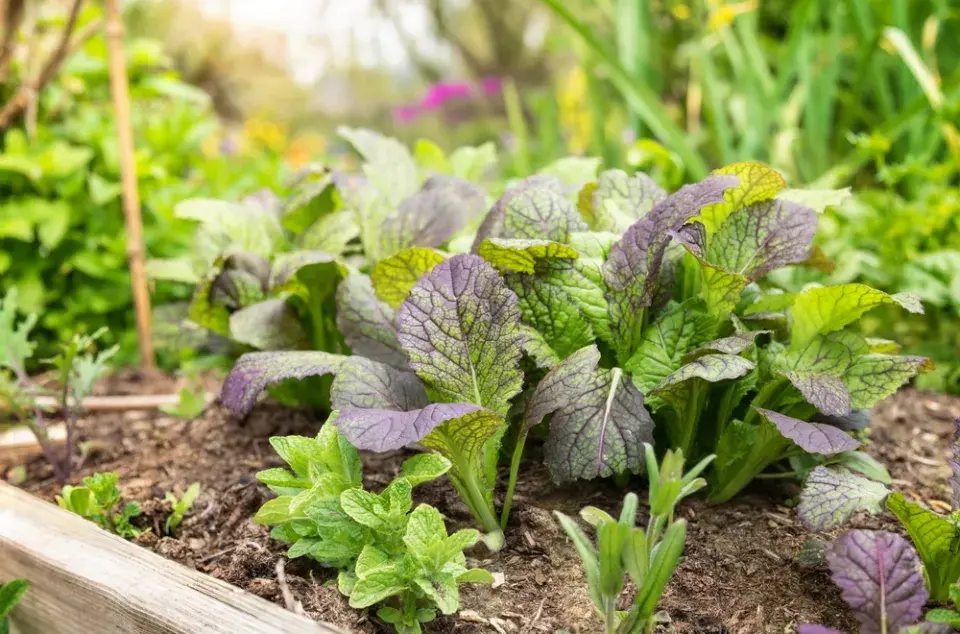 Hořčice červená (Brassica juncea)