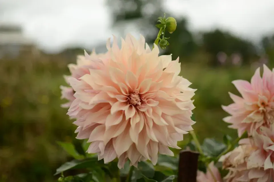 Jiřiny, slunečnice a floxy