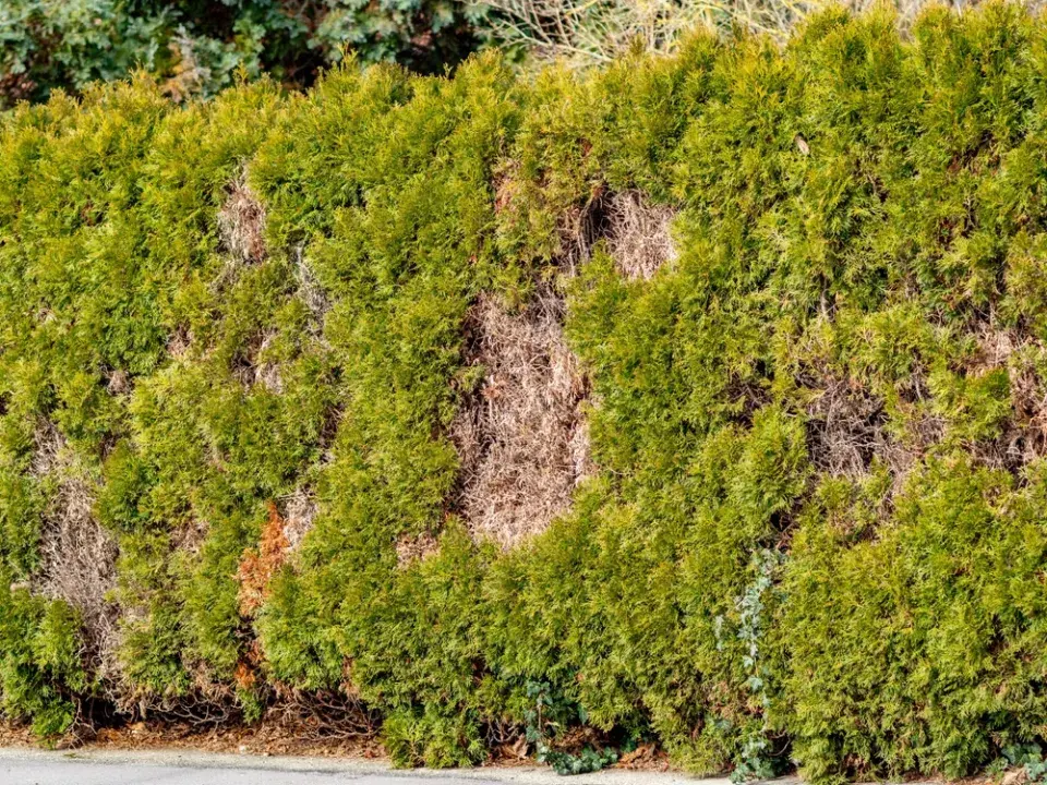 Prosychání jehličnanů