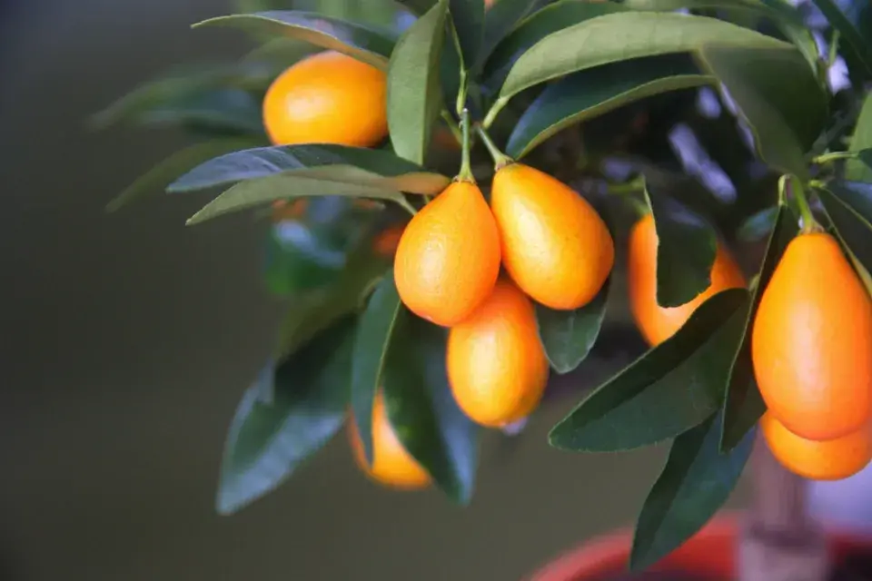 Kumquat japonský