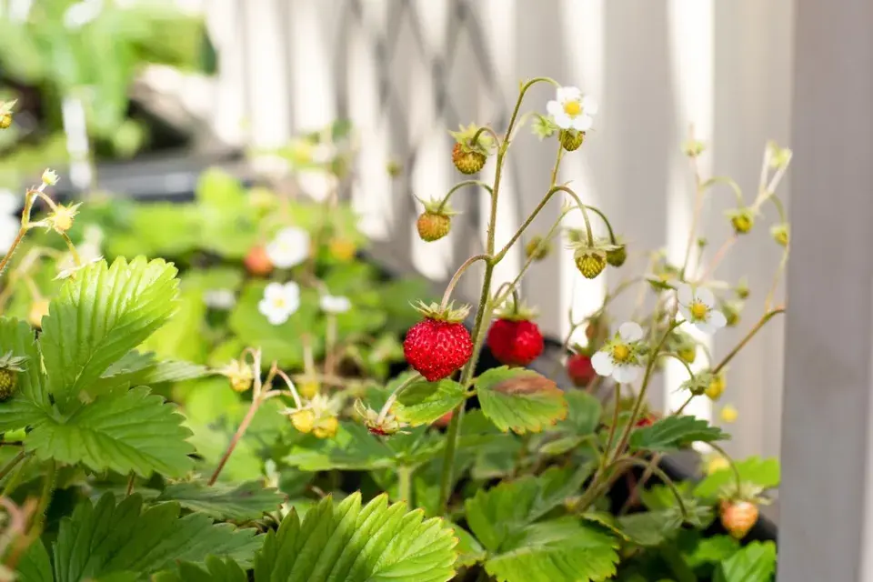 Měsíční jahody (Fragaria vesca var. semperflorens) 
