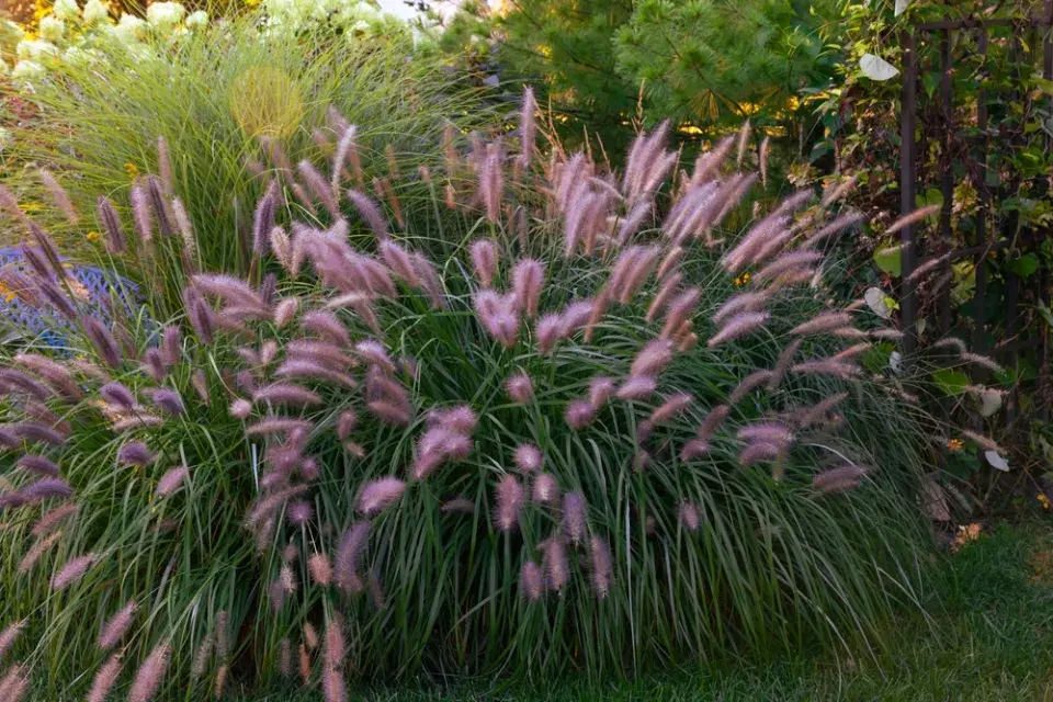 Dochan setý (Pennisetum setaceum)