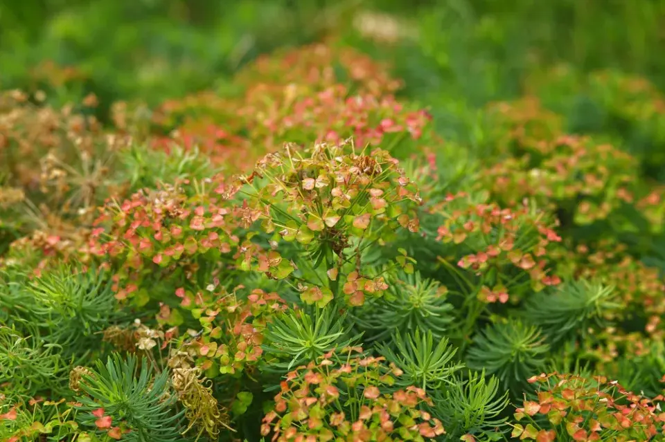 Půdopokryvný pryšec