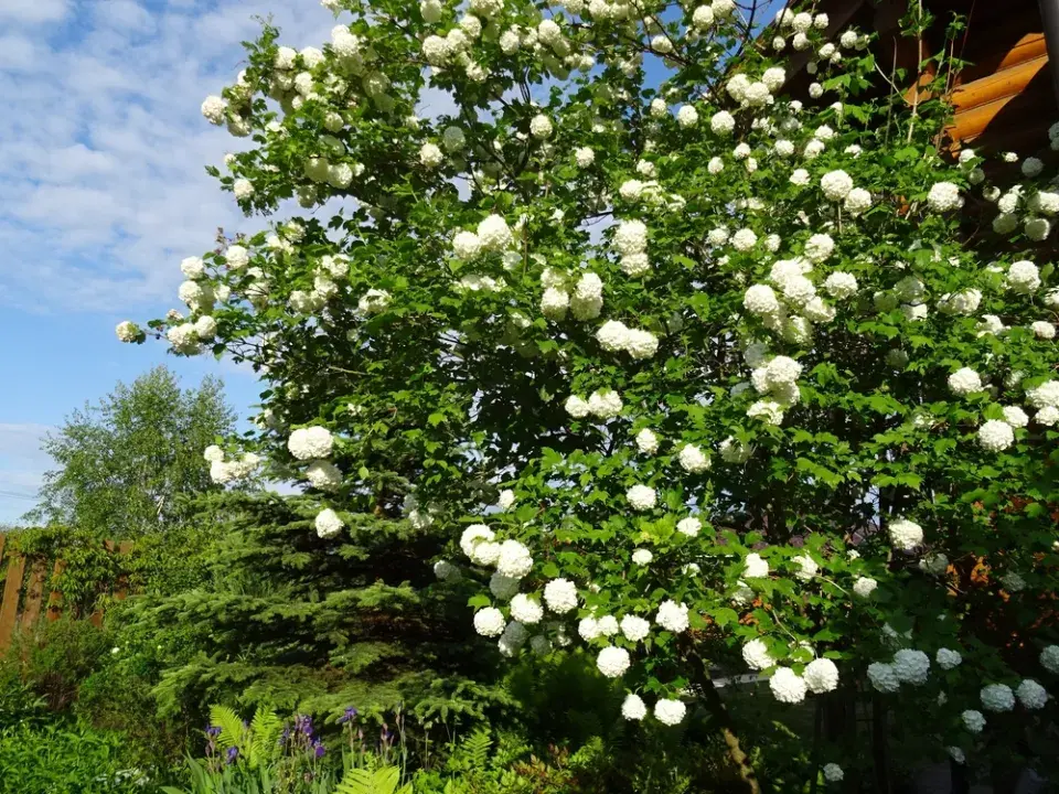 Rostliny přírodní zahrady