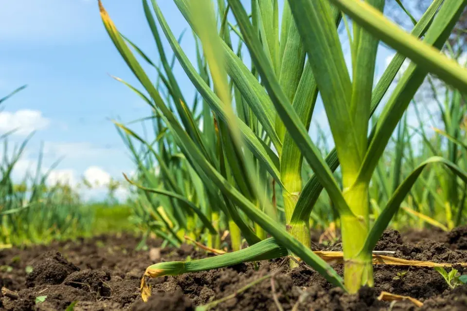 Rostliny k rajčatům