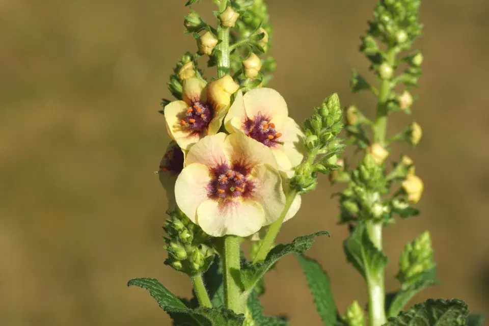 Divizna 'Dark Eyes' (Verbascum hybridum 'Dark Eyes') 