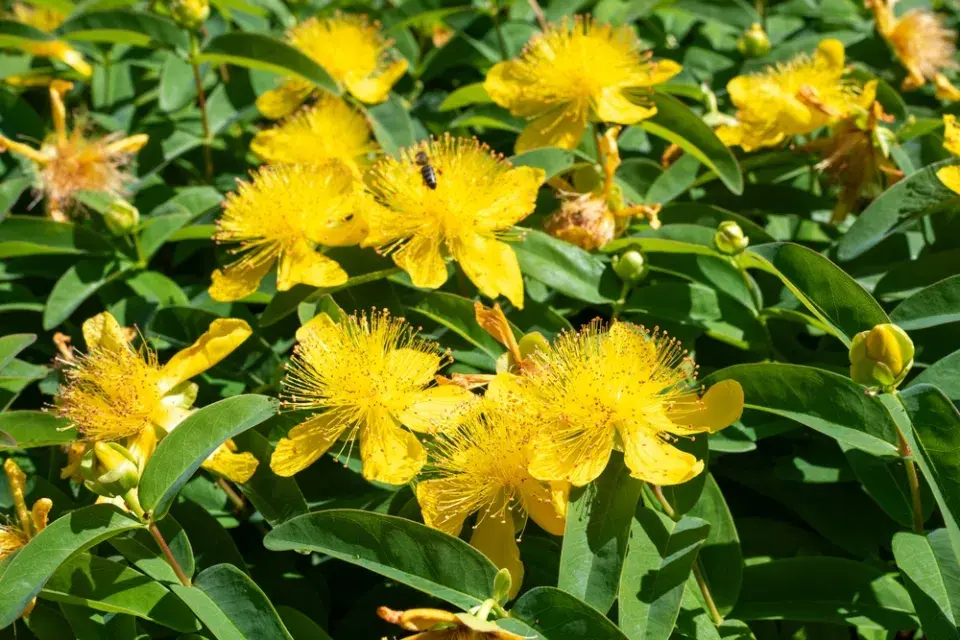 Třezalka kalíškatá (Hypericum calycinum)