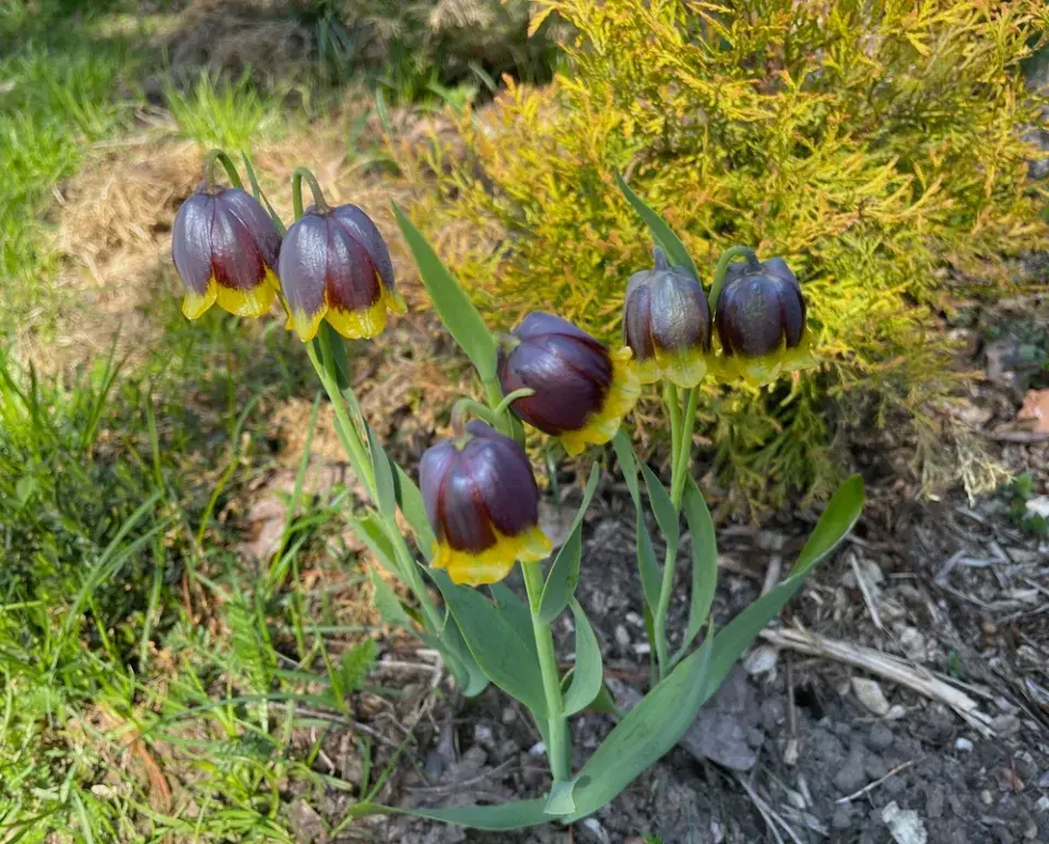 Řebčík Michajlovského (Fritillaria michailovskyi)