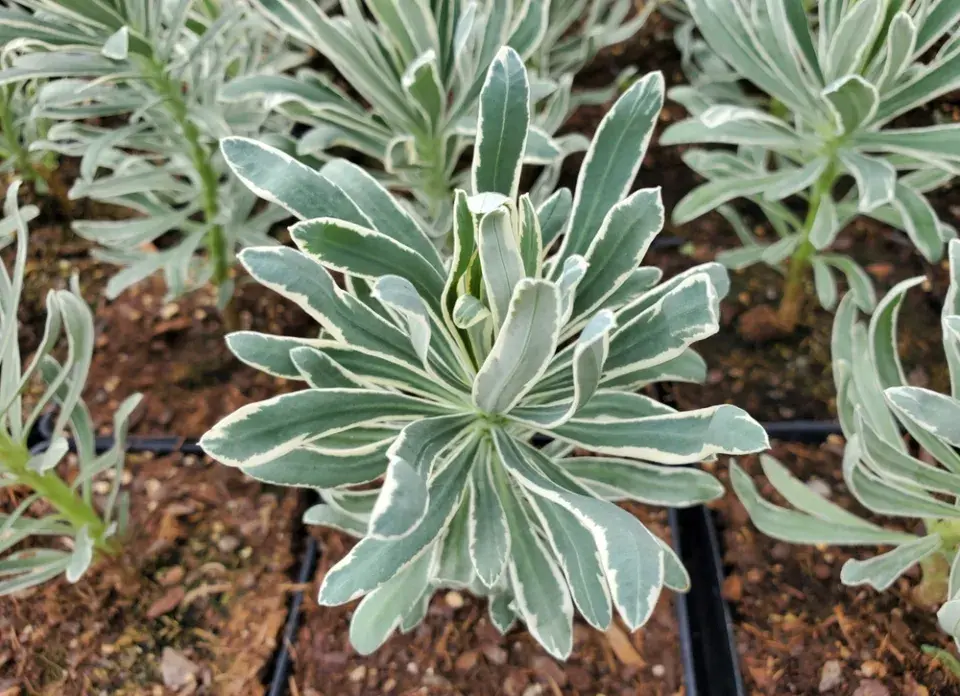 Pryšec ´Glacier Blue´