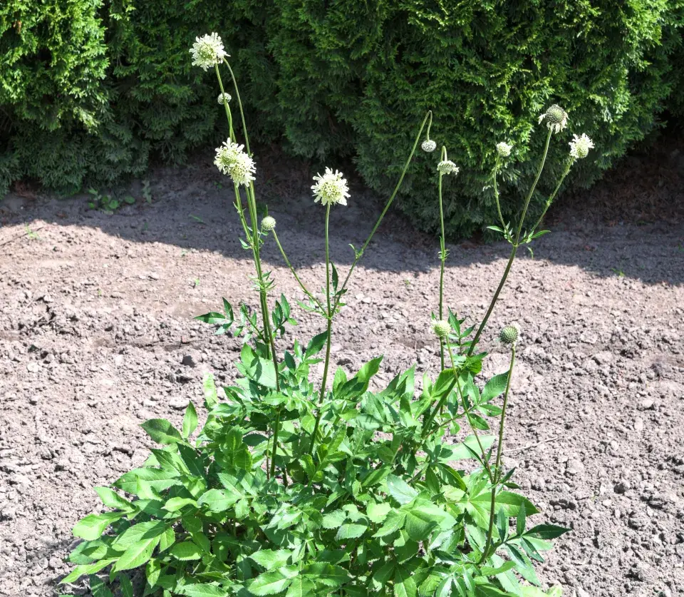 Hlavatka obrovská (Cephalaria gigantea)