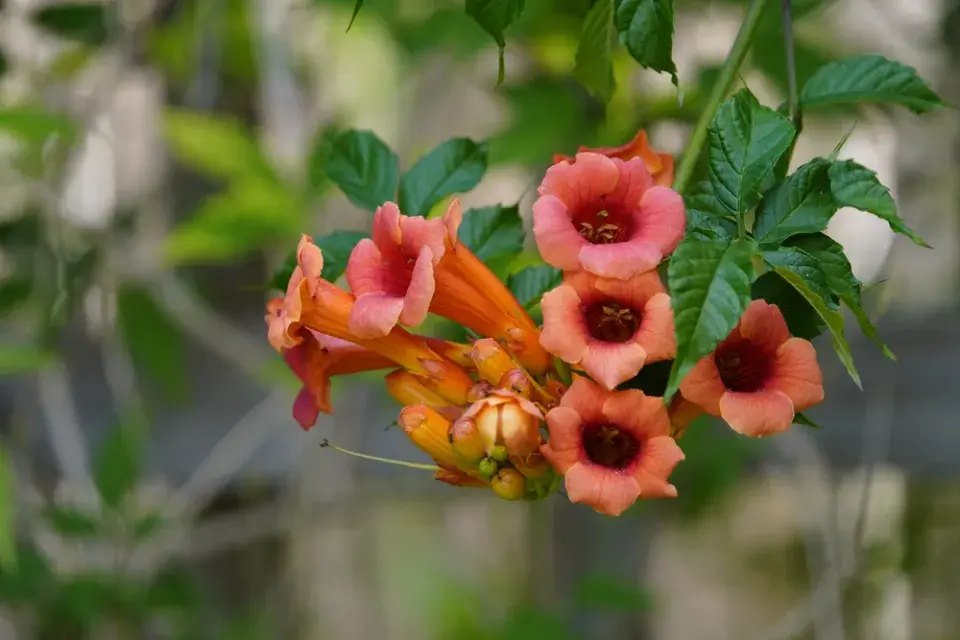 Trubač velkokvětý