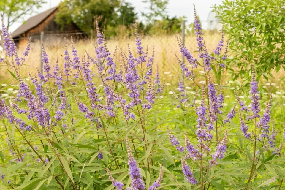 Drmek obecný (Vitex agnus-castus) 
